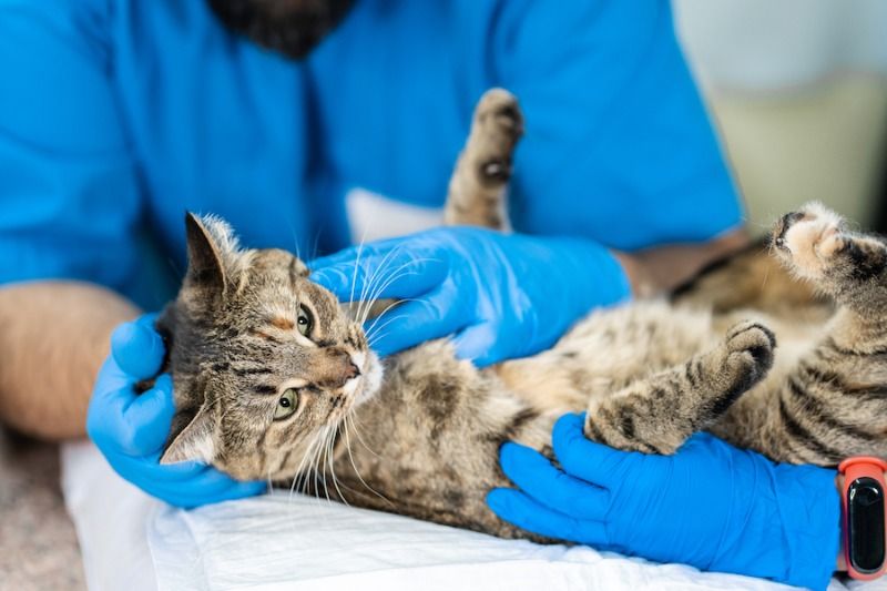 Este jueves hay jornada de esterilización para perros y gatos Este jueves hay jornada de esterilización para perros y gatos