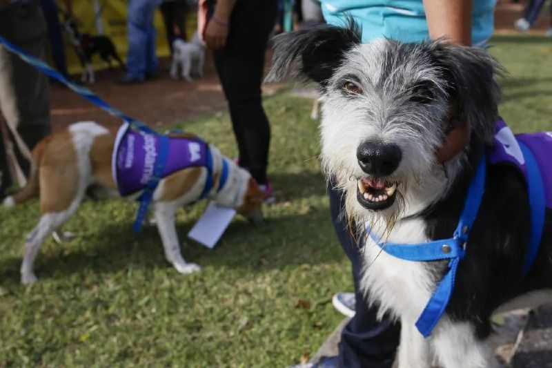 Invitan a jornada de adopción de mascota este viernes