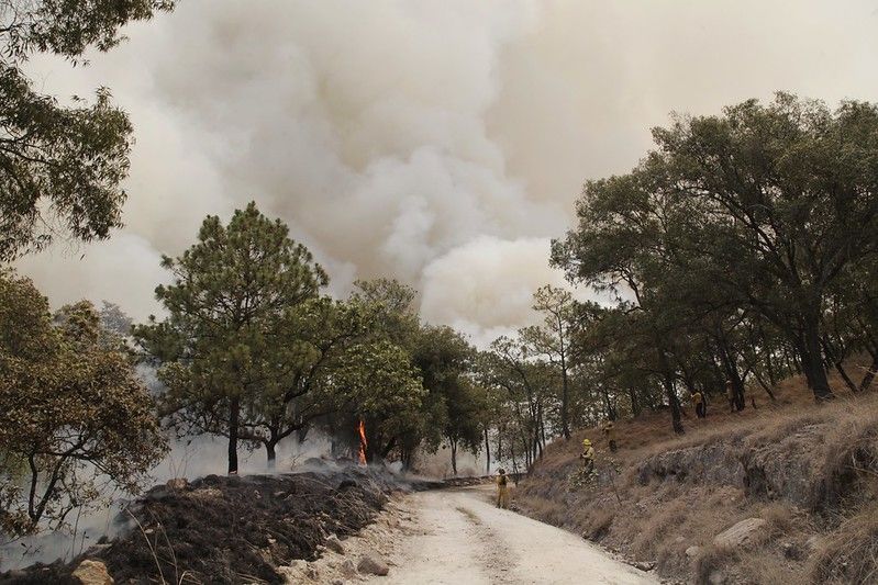 Autoridades de Jalisco registran 79 incendios forestales este año Autoridades de Jalisco registran 79 incendios forestales este año