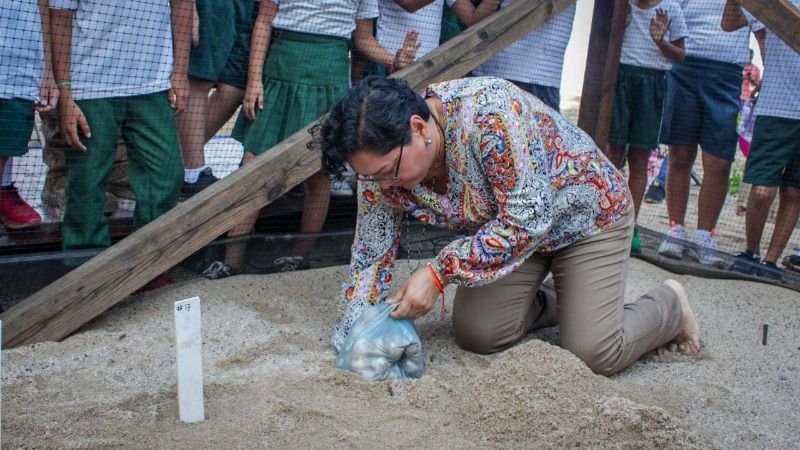 Inicia temporada de anidación de la tortuga marina en la ciudad Inicia temporada de anidación de la tortuga marina en la ciudad