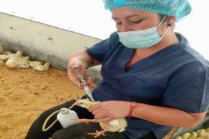 Autorizan para Jalisco más de 34 millones de dosis de vacunas contra influenza aviar