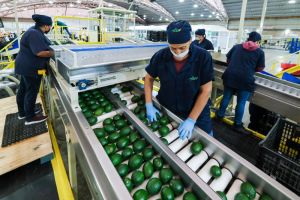 Jalisco mantiene tendencia positiva en empleo formal