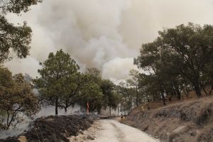 Autoridades de Jalisco registran 79 incendios forestales este año