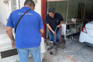 Atendido caso de maltrato animal en la colonia López Mateos