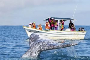 Se acerca fecha para avistamiento de ballenas en Puerto Vallarta