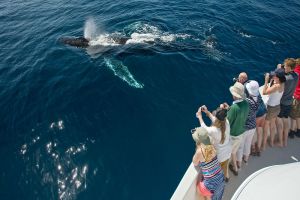 Turistas llegan a Vallarta atraídos por avistamiento de ballenas
