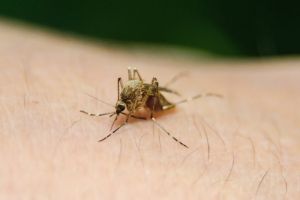 Casos de dengue superan los 30 en la región de Puerto Vallarta