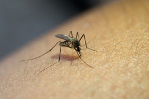 Aumentan los casos de dengue en la ciudad, qué medidas tomar