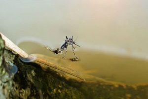 Sepa cómo van los casos de dengue en Puerto Vallarta
